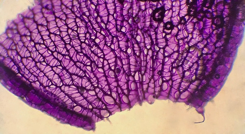 Sphagnum medium
